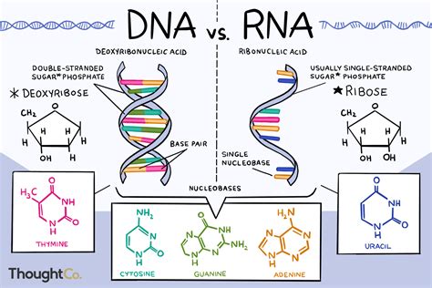 Dna and Rna Difference