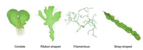 Fern Gametophyte