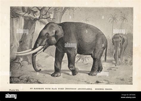 Reconstruction of an extinct elephant with four tusks, Gomphotherium angustidens (Mastodon ...