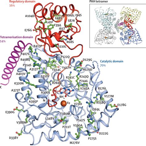 phenylalanine hydroxylase - JungleKey.fr Image