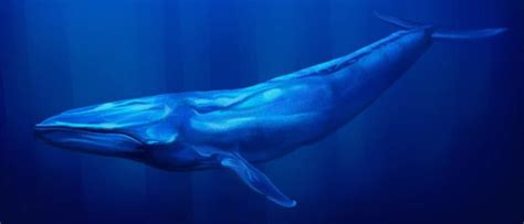 Blue Whale Skeleton: 6 Fun Facts - IMP WORLD