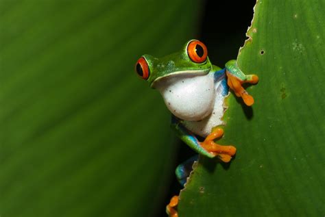 Red-Eyed Tree Frog | Sean Crane Photography