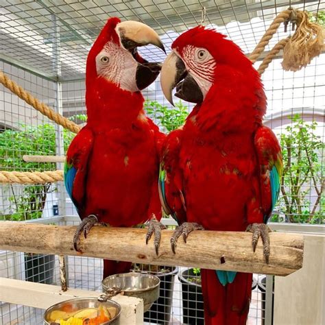 Adorable Hyacinth Macaws For Sale - Terry's Parrot Farm