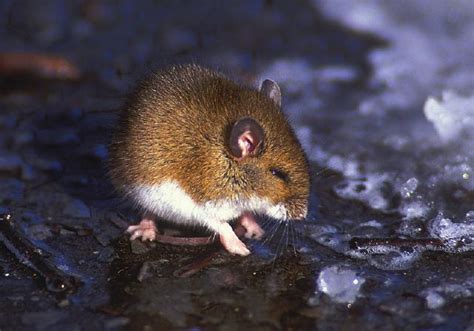 Mammals | Peromyscus leucopus | White-footed Mouse | 15.29