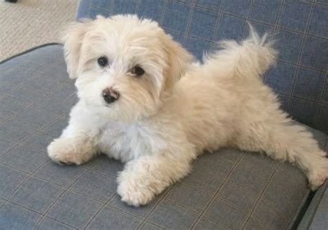 Maltipoo Puppy, Havanese Puppies, Cute Puppies, Dogs And Puppies, Cute Dogs, Doggies, Cockapoo ...