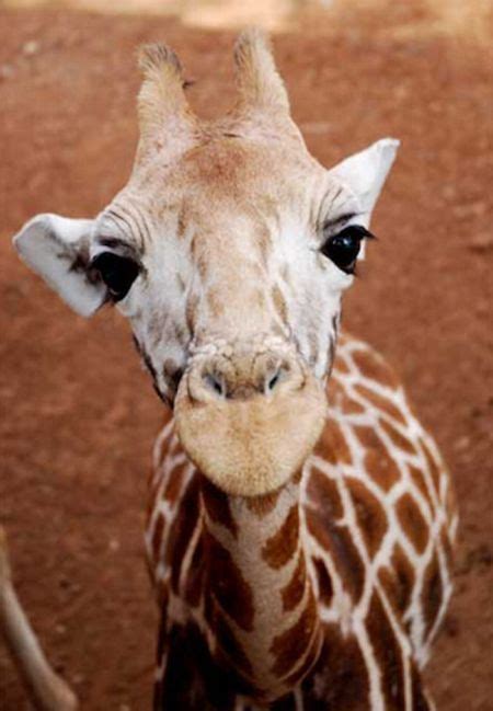 Muthu: Cute baby giraffes