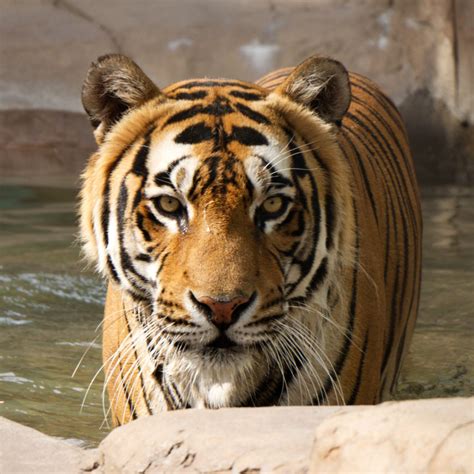 Bengal Tigers - Cat Tales Wildlife Center