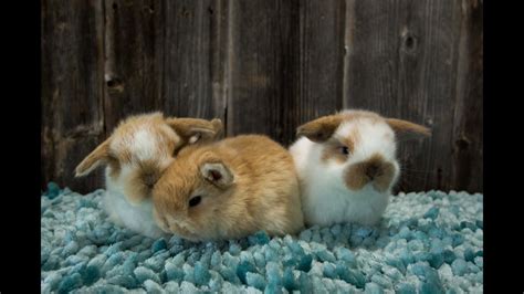 Three Cute Baby Bunnies Playing - YouTube