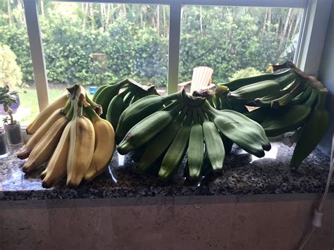 Banana Harvest! : gardening