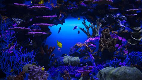 Ocean Underwater Coral Reef Wallpaper