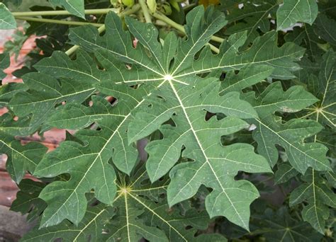 The primary use of papaya leaf in herbal medicine today is as a vermifuge, that is, to remove ...