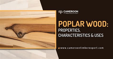 Poplar Wood: Properties, Characterstics & Uses