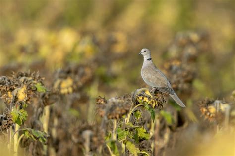 The different types of doves and what makes them unique