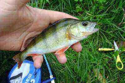 Perch Fishing Tips