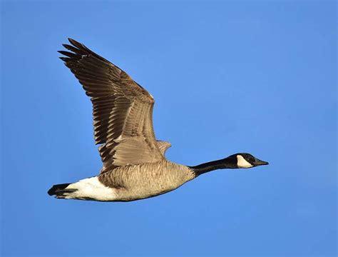 Canada Goose Migration: Where Are They Going? - New York Almanack