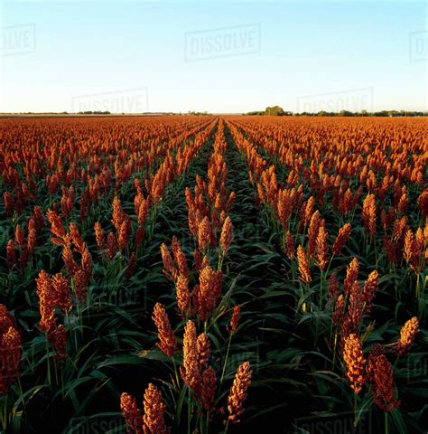 Agriculture - Field of healthy mature grain sorghum, ready for harvest, in late afternoon light ...