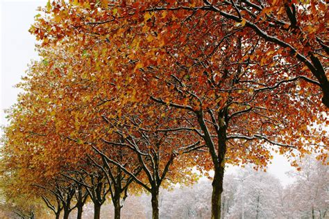 autumn, trees, winter Wallpaper, HD Nature 4K Wallpapers, Images and Background - Wallpapers Den