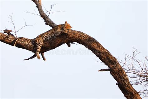 Leopard Sleeping In A Tree Stock Image - Image: 24353131