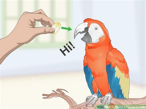 How to Teach a Macaw to Talk: 11 Steps (with Pictures)