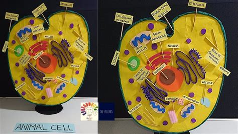 Animal Cell Model Project For School