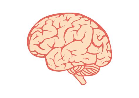 Brain Free Vector Illustration