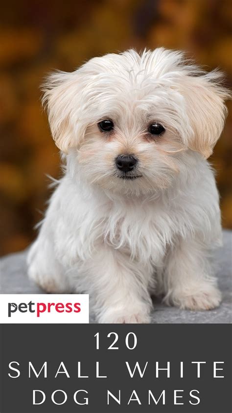 120 Small White Dog Names For Your Cute And Fluffy Puppies