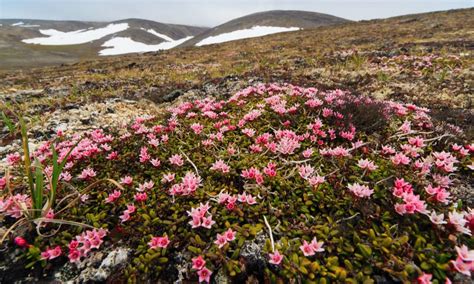 18+ Plants Of Tundra Biome - IjezeInsiyaa