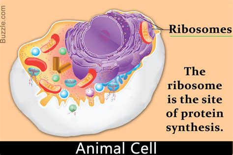 What Organelle Transports Proteins