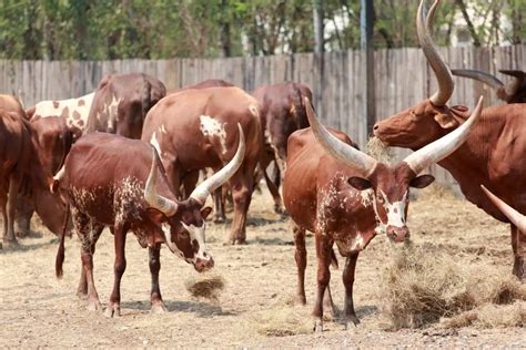 Watusi Cattle: Guide, Info & Facts