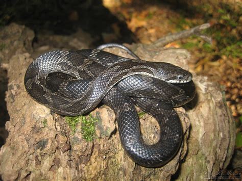 Eastern Ratsnake – PA HERP IDENTIFICATION