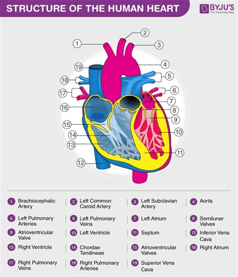 Human Heart - Anatomy, Functions and Facts about Heart