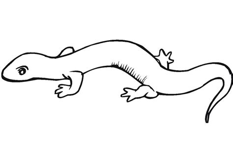 Fire Salamander Coloring Page - Free Printable Coloring Pages for Kids