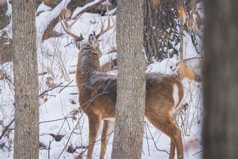 Chronic Wasting Disease (CWD) Map App for Deer & Elk | onX