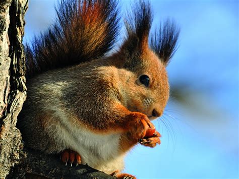 Welcome to British Red Squirrel, Conserving our native red squirrel ...