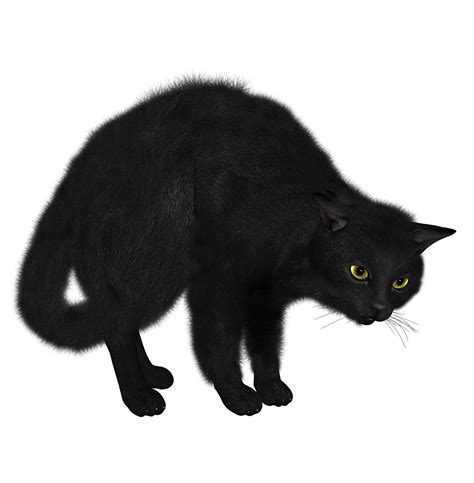 Real Black Cat Png