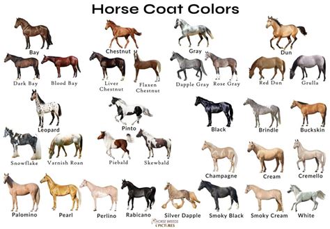 Different Horse Colors with Pictures