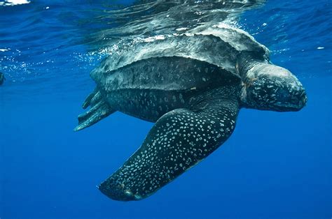 Leatherback Sea Turtle | Creatures of the World Wikia | FANDOM powered by Wikia