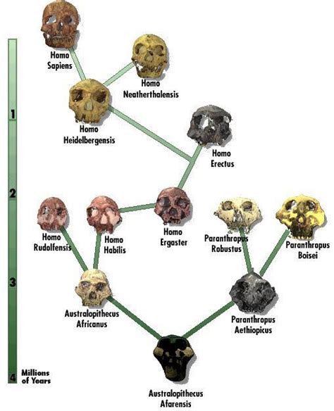 the hominid family tree... | Human evolution, Human evolution tree, Evolution