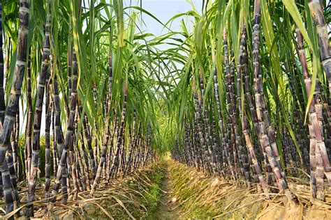 Royalty Free Sugar Cane Plantation Pictures, Images and Stock Photos - iStock