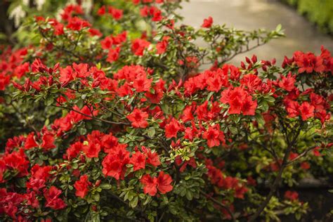 How to Grow and Care for Autumn Bonfire Encore Azalea