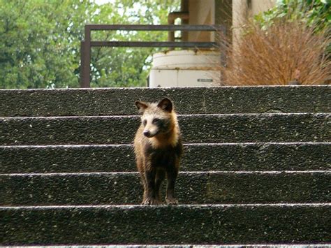 Japanese Raccoon Dog (Tanuki) | Japan Wildlife | Kyuhoshi