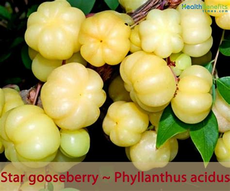 Star gooseberry facts and health benefits