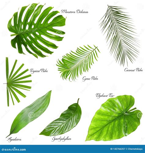 Set of Different Tropical Leaves on White Stock Image - Image of abstract, background: 142766357