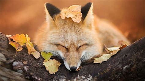 HD wallpaper: cute, fox, sleepy, animal, wild, tree, leaf, autumn, wildlife | Wallpaper Flare