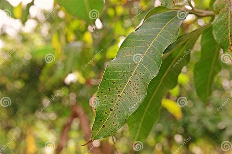 Plant Disease, Mango Leaves Disease Stock Image - Image of mango, blight: 101394079