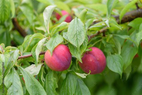 Fruit of a Japanese plum tree, on the branch Stock Photo | Adobe Stock