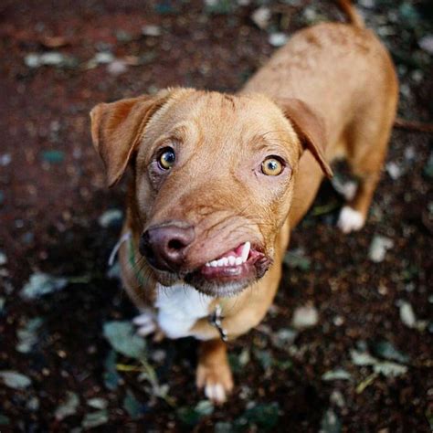 Dog With Deformed Face Just Wants To Be Loved - The Dodo