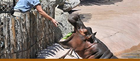 Hippo Feeding — City of Albuquerque