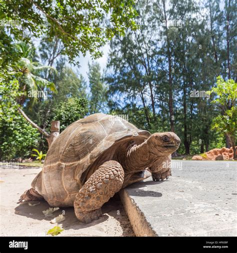 Big old Aldabra giant turtle, Aldabrachelys gigantea, on La Digue island, Seychelles Stock Photo ...