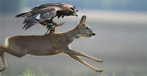 Falcon Images: Can A Golden Eagle Kill A Deer